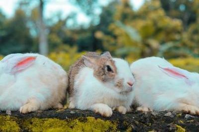 属鼠男和属兔女合不合 两个人在一起是否真的合适 属鼠男和属兔女合不合 两个人在一起是否真的合适