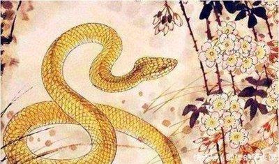 属蛇女人是什么样的性格 属蛇女人性格好吗