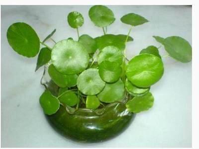 属蛇家里放什么生肖好(属蛇家里放什么植物最好)