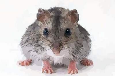 属鼠的七月生的命运 几月份出生的属鼠人好