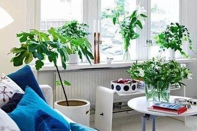 带刺植物的摆放禁忌 家里不能随意摆放带刺植物