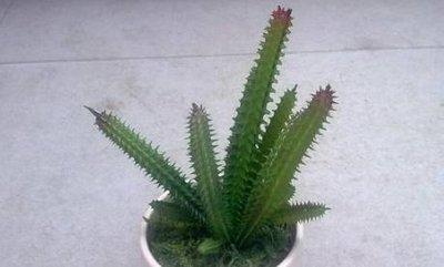 带刺植物的摆放禁忌 家里不能随意摆放带刺植物