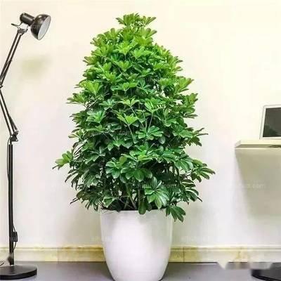 带刺的植物有哪些 带刺的植物摆放注意事项