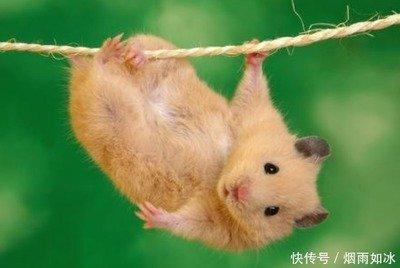 属鼠的人是否会在2025年中遭遇情感危机