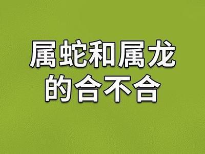 属鼠的和属龙的相配吗 属鼠人会给人什么样的感情