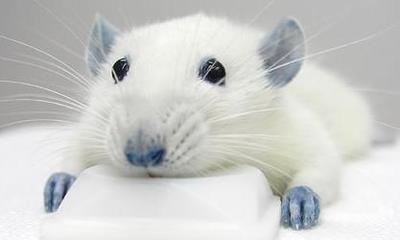 属鼠的女人命运怎么样 生肖鼠的女人运势如何 属鼠的女人命运怎么样 生肖鼠的女人运势如何