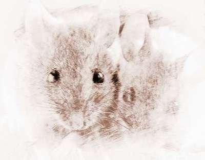 属鼠的女人命运怎么样 生肖鼠的女人运势如何