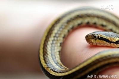 属蛇的人是什么样的性格 属蛇是什么样的人
