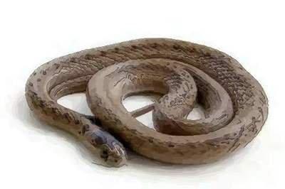 属蛇的今年多大了2025年 属蛇人今年几岁了 属蛇的今年多大了2025年 属蛇人今年几岁了