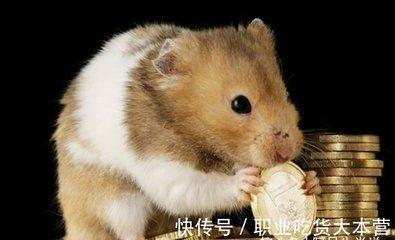 属鼠该从事什么职业 从事这些最能获得事业成功