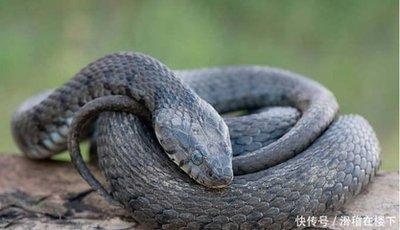 属蛇的吃醋表现 属蛇女吃醋会做哪些事情
