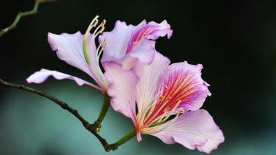 常春藤的花语是什么，它的寓意是什么