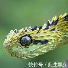 属蛇的贵人是什么属相 和谁合作最好