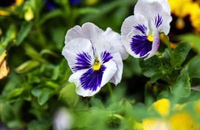 属龙人和属猴人能结婚生子吗 婚姻会长久吗 属龙人和属猴人能结婚生子吗 婚姻会长久吗