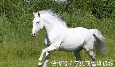 属马与哪个生肖相配 谁与属马人一起会幸福的