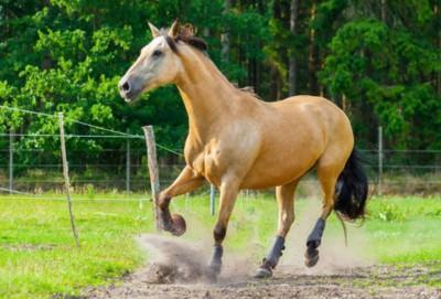 属马人2026年运气如何  生肖马什么运最好