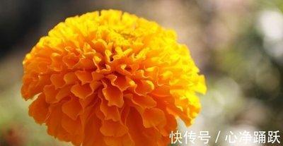 年底得财神眷顾的生肖 财源滚滚生活变得很好
