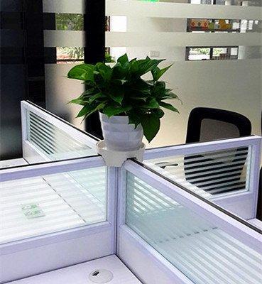 属龙人适合在办公室中摆放什么风水植物 属龙人适合在办公室中摆放什么风水植物