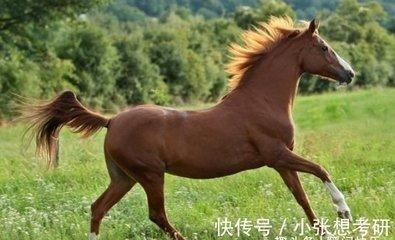 属马人和属猪人结婚好不好 属马人的爱情观如何