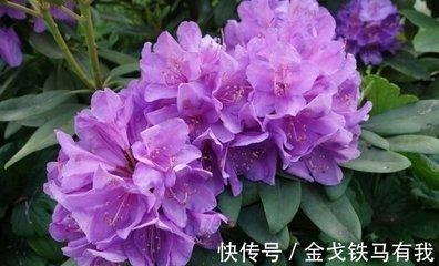 年运不佳但命有吉星，可逢凶化吉，遇难成祥的生肖