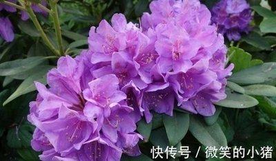 年运不佳但命有吉星，可逢凶化吉，遇难成祥的生肖
