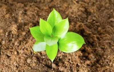 年龄不同提升桃花运的风水技巧也会不同