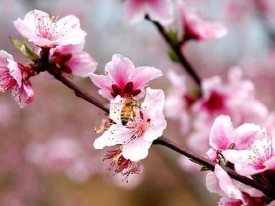 年龄不同提升桃花运的风水技巧也会不同