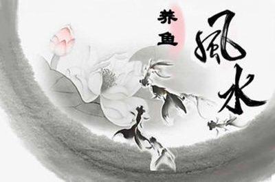 属马人适合养什么鱼(属马人家里养什么花)