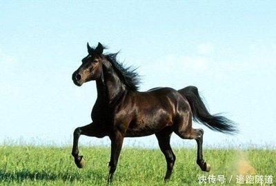 属马农历五月出生的人 生活中会遇到什么问题 属马农历五月出生的人 生活中会遇到什么问题