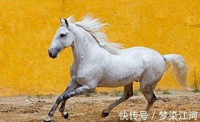 属马和属虎婚姻怎么样 属马人适合属虎人吗