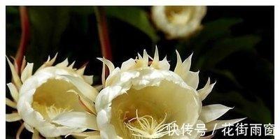 属龙爱上一个人后的表现 怎么判断属龙是否爱你