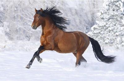 属马怎么那么讨厌 为什么都不喜欢属马的 属马怎么那么讨厌 为什么都不喜欢属马的