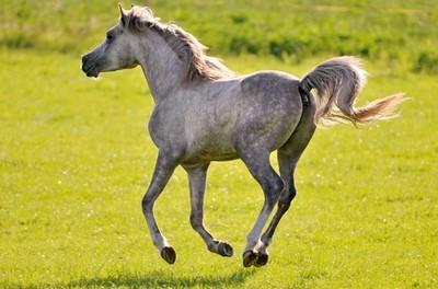 属马怎么那么讨厌 为什么都不喜欢属马的 属马怎么那么讨厌 为什么都不喜欢属马的