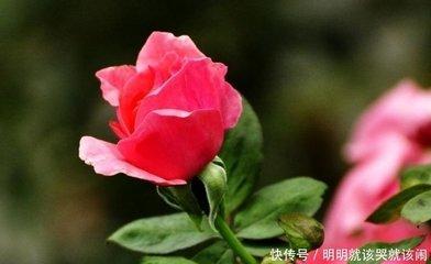 属龙男的择偶标准是什么 属龙男人喜欢什么类型的女
