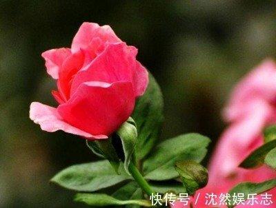 属龙男的择偶标准是什么 属龙男人喜欢什么类型的女