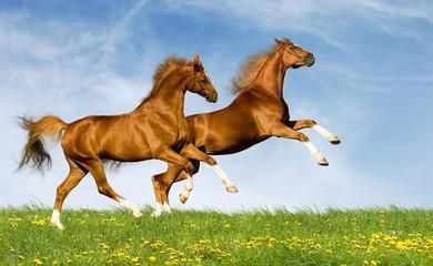 属马的人明年哪方面运势最差如何化解