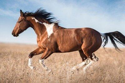 属马的人是什么样的性格 属马是什么样的人