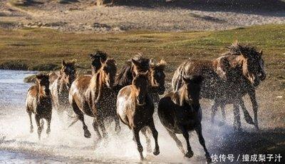 属马的人跟什么属相不和 属马的人不能和什么属相一起