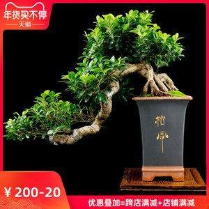 庭院中的榕树盆景怎么养 对家居风水会有帮助