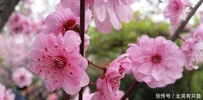 属龙的孩子今年多大 蛇年事业能顺利吗