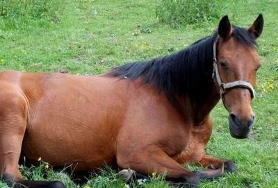 属马的和什么属相最配最旺财 最配属马人的生肖是什么