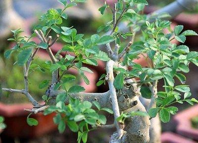庭院风水树有几种 庭院种植什么树风水好