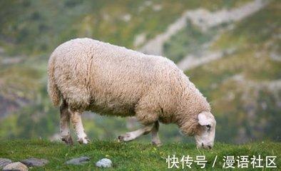 属龙跟属羊生肖合吗 有什么方法化解吗