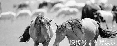 属马的生肖最配 生肖马与哪些生肖配会幸福