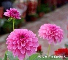 屡战屡败什么生肖 即使失败也不放弃