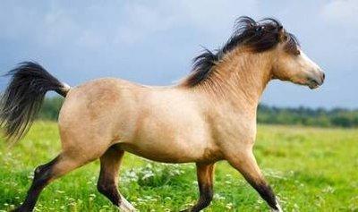 属马的跟属虎的合吗他们的婚姻如何