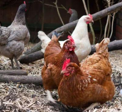 属鸡12月出生的人命运这里详细说明