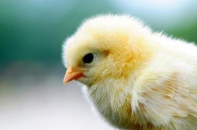 属鸡12月出生的人命运这里详细说明 属鸡12月出生的人命运这里详细说明