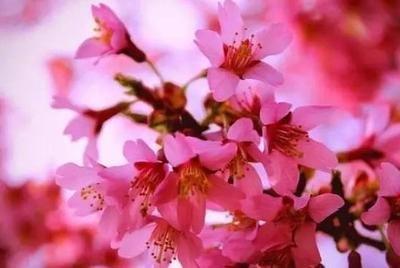 异性缘出色 3月中不缺桃花运 恋爱必成功的生肖