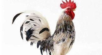 山水清澈2025年4月生肖鸡运势 山水清澈2025年4月生肖鸡运势